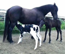hunteque:  Hey! Get your own mom  Took my a second to figure out thats a calf not a foal lol