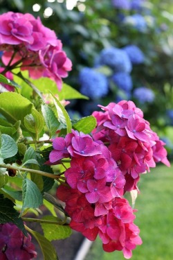 flowersgardenlove:  Hydrangea Beautiful gorgeous