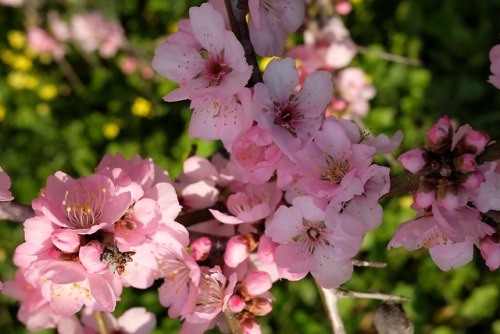 angelesvivenentrenosotros: Wild almond blossoms