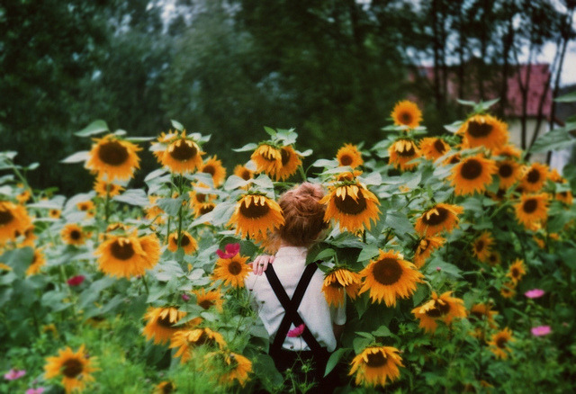 xplodingbunny:   a sunflower to lean on, my shoulder to lean on. by worteinbildern
