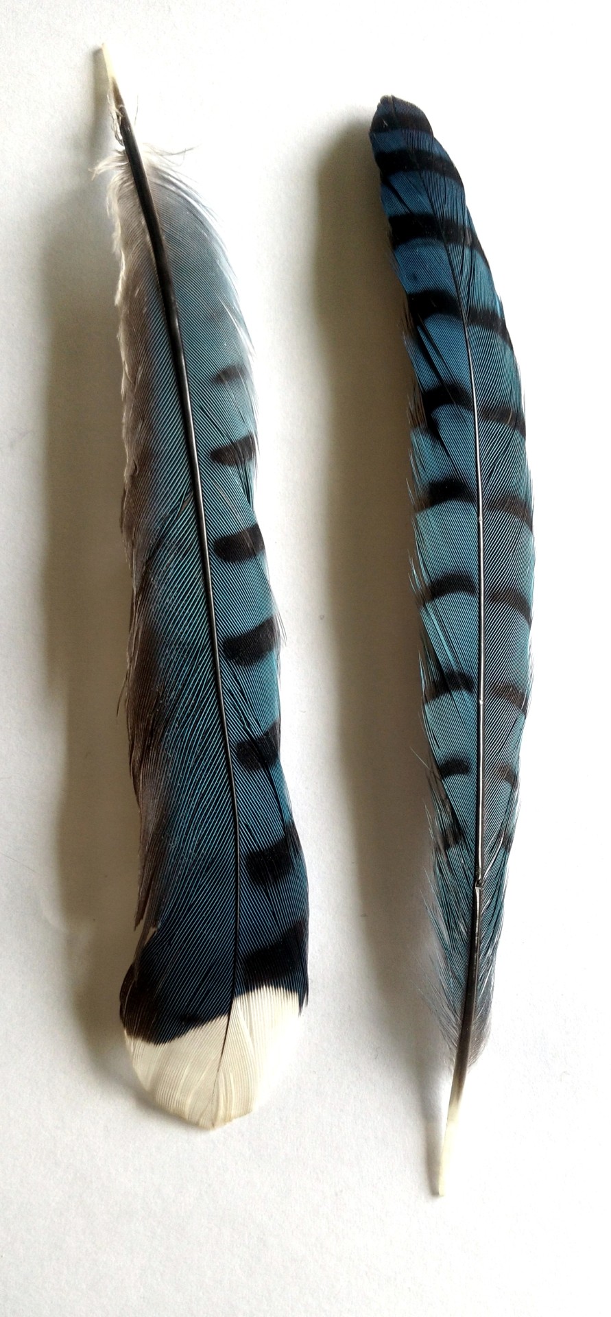 Kaijutegu My Feather Collection Kaijutegu My Feather Collection