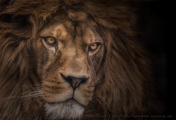 llbwwb:  Brink of extinction by Ashley Vincent.