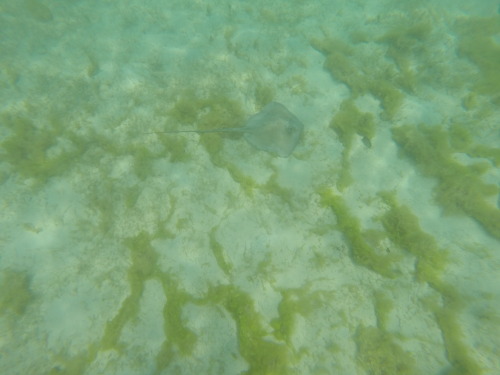 Hey, Mr. Ray. Brewers Bay, St. Thomas, USVI. c. 2014 Photo cred: BK