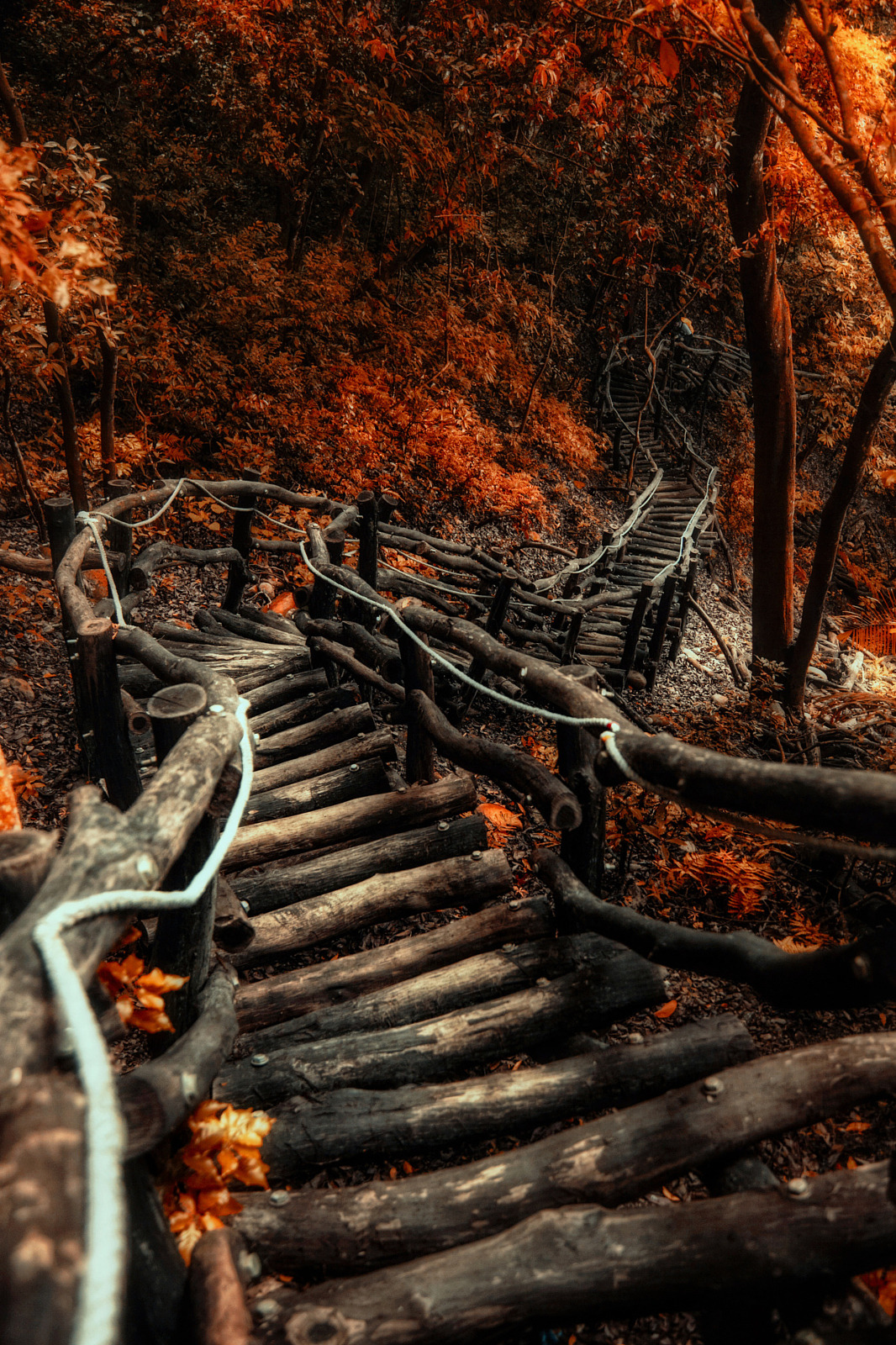 melodyandviolence:  by   Hanson Mao(毛延延)   