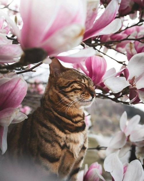 daily–cats:  ♡♡♡ Cats adore flowers