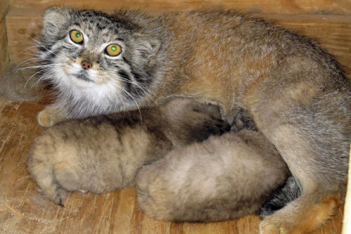 youstoleanounceofme:splashoveryou-deactivated201905:Pallas Cats born March 26, 2013 at the EFBC Feli