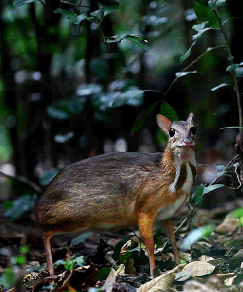 biomorphosis:The Lesser mouse-deer or Chevrotain is the smallest hoofed mammal in the world. They ar