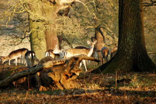 discovergreatbritain: Richmond ParkRichmond Park est le plus grand parc de Londres, et s’étend sur p