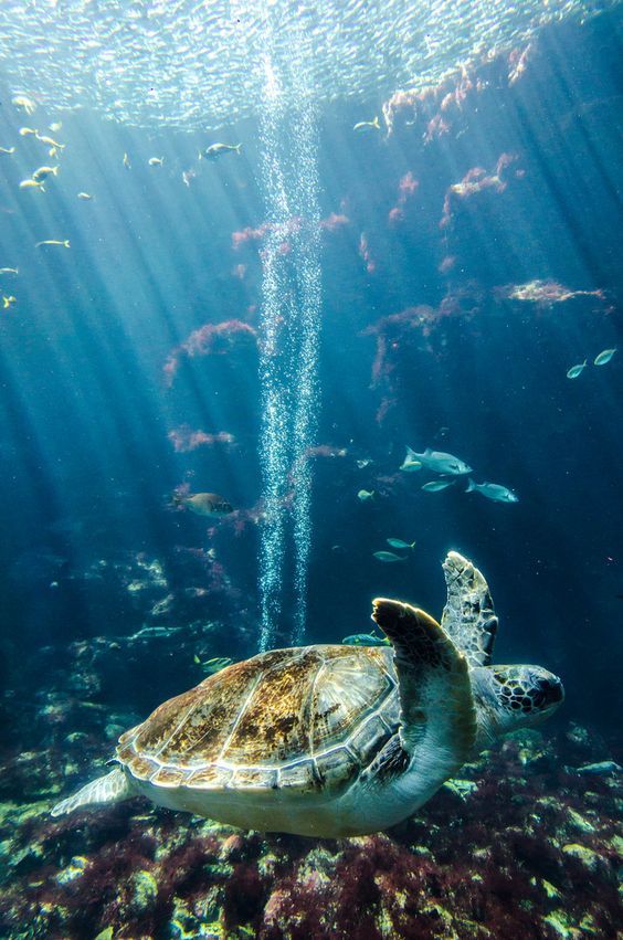 aww-so-pretty:Turtles are life