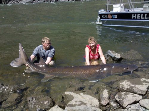sixpenceee:This large white sturgeon was caught and released on the Snake River in Idaho.