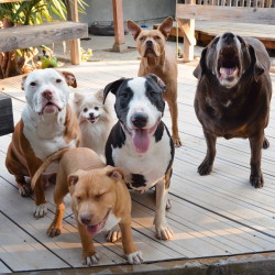 mymodernmet:  Rescue Pit Bulls Dispel Stereotypes by Showing They’re as Sweet as Other Breeds