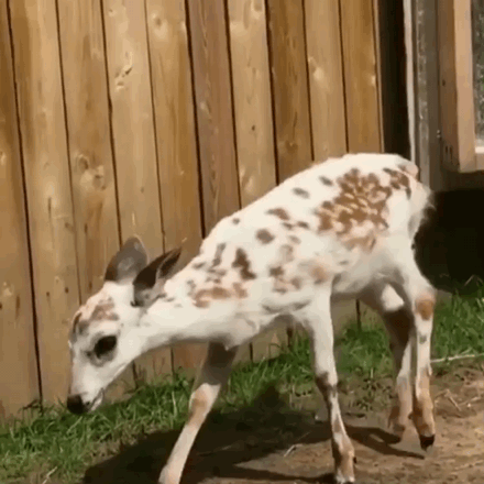 Deer Demon Child Headcanons