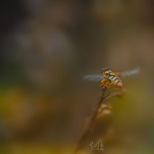 HoverFly #macro_holic #macro_vision #macro #macro_delight #macro_captures #nature #naturelovers #mac