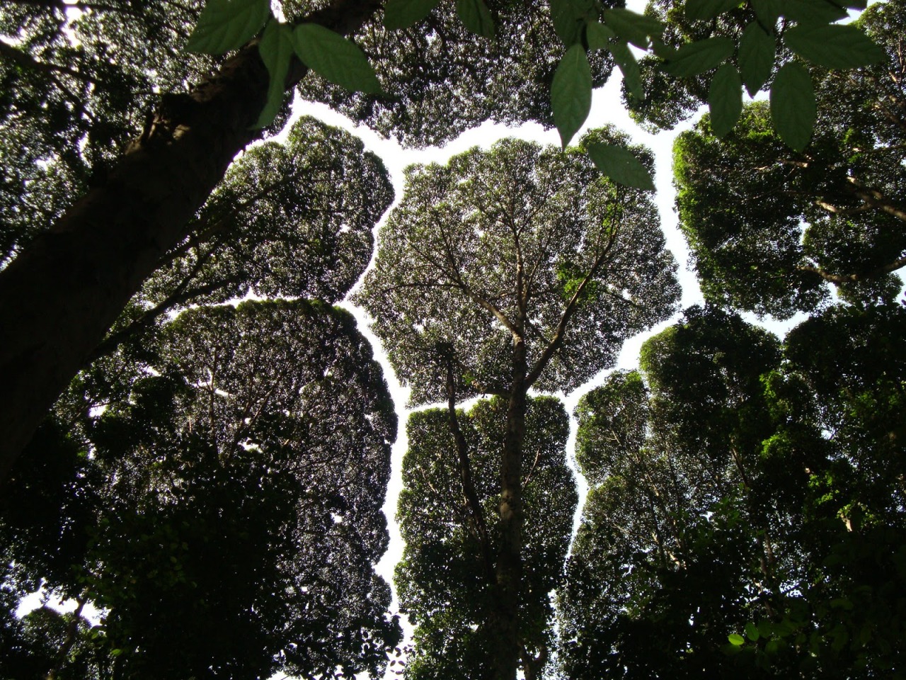 zerostatereflex:  Crown shynessWhat an interesting word. :D “Crown shyness is a