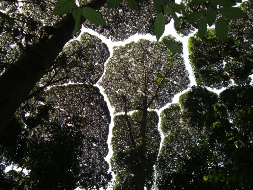 zerostatereflex:  Crown shyness What an interesting word. :D  “Crown shyness is a phenomenon observed in some tree species, in which the crowns of fully stocked trees do not touch each other, forming a canopy with channel-like gaps.“ How do the trees