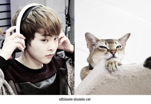 doublecontract:  omg i fell in love with this series…. n with that cat….   I knew it!