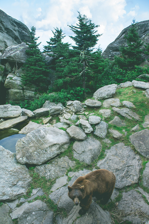 Bearclaw