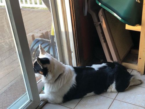 Top Notch Splootin’#sploot #splooting #splootingcorgi #corgi #corgisofinstagram #domino #pembrokewel