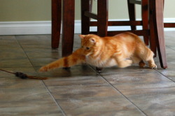 pabuthefirecat:  Pabu, the Acrobatic Cat Pabu: Jump!  Jump!  Double-jump! 