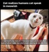 magpie-69:googleme420:Did you perhaps ask if your cat would like anal tonight? 🙄😹😹😹