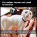 magpie-69:googleme420:Did you perhaps ask if your cat would like anal tonight? 🙄😹😹😹