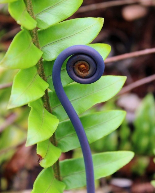 Fern Koru at Lava Tree State park on the big island of Hawaii 