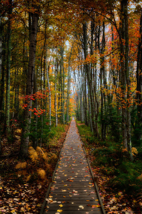 A Walk In The Woods By Michael Steighner