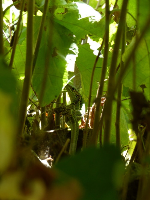 Wall lizard (Podarcis sp.)