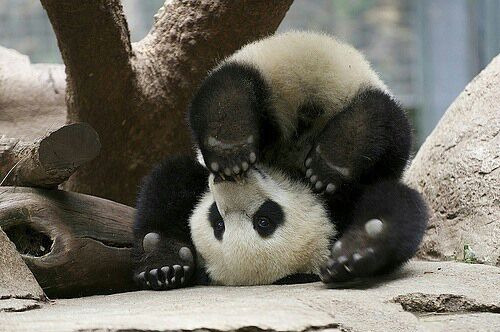 namaste98bitches:  🐼 on We Heart It.