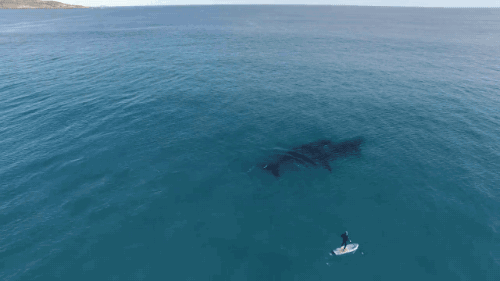 gifsboom:  Video: Paddle Boarding with Whales