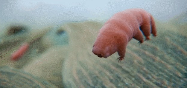 waterbearflying:Just thought I might as well post some actual water bears, in all of their infinite 