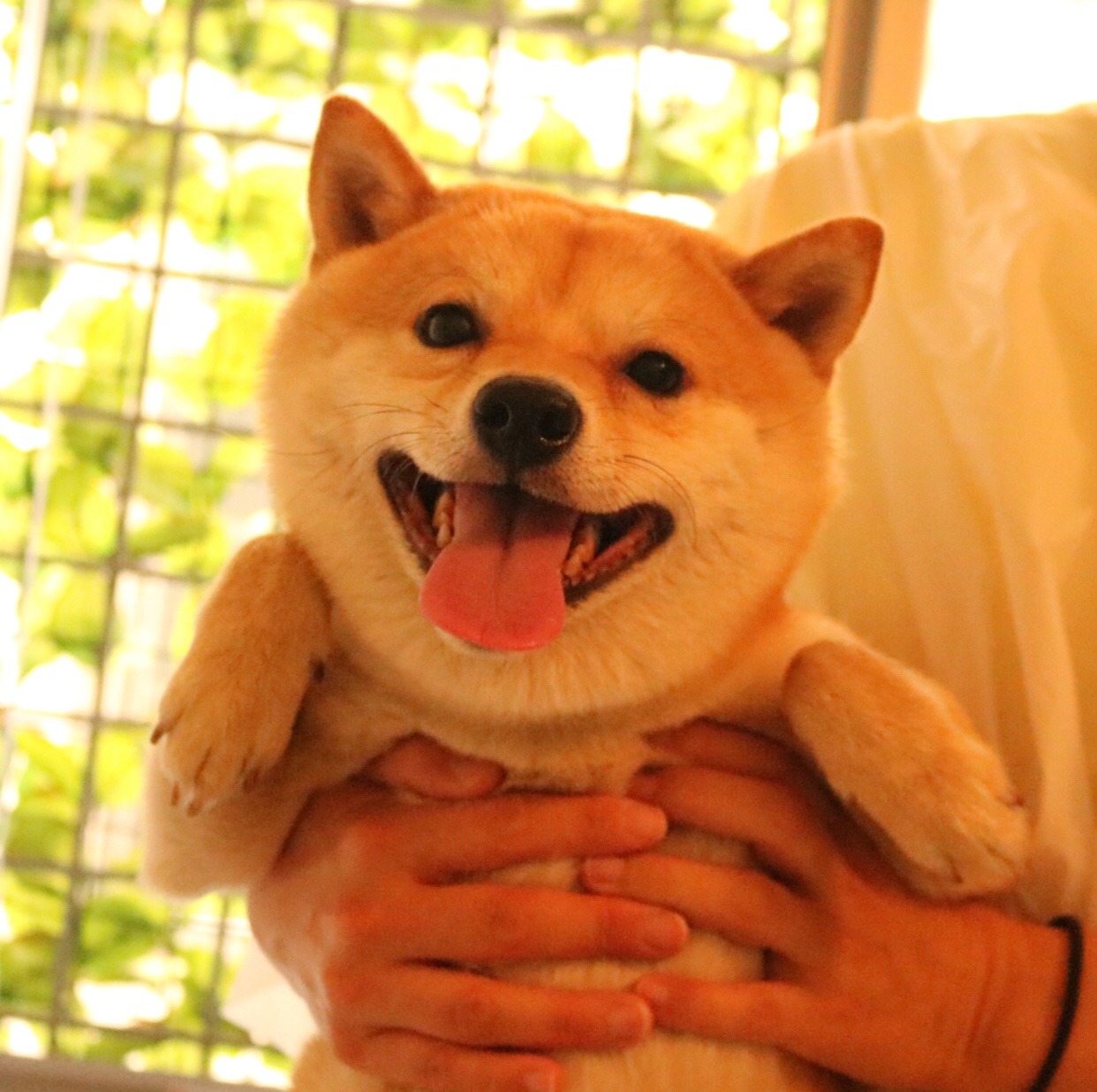 mustardtigress:chiyo bath time