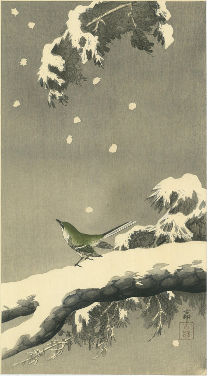 OHARA Koson（小原 古邨 Japanese,1877-1945）雪中の松に鶯　Bush warbler on snowy pine branch  1905  woodblock print