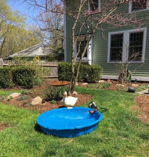 Darcy and Lizzy wait impatiently for the pool to fill up.