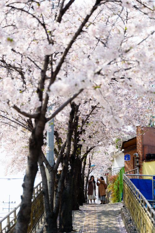 Cherry blossom road in front of Danginri Power Station, near Sangsu Station.