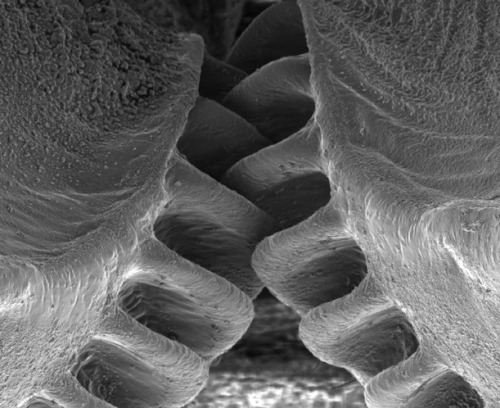 The first mechanical gears have been found in a living creature.This miniature marvel is an adolesce