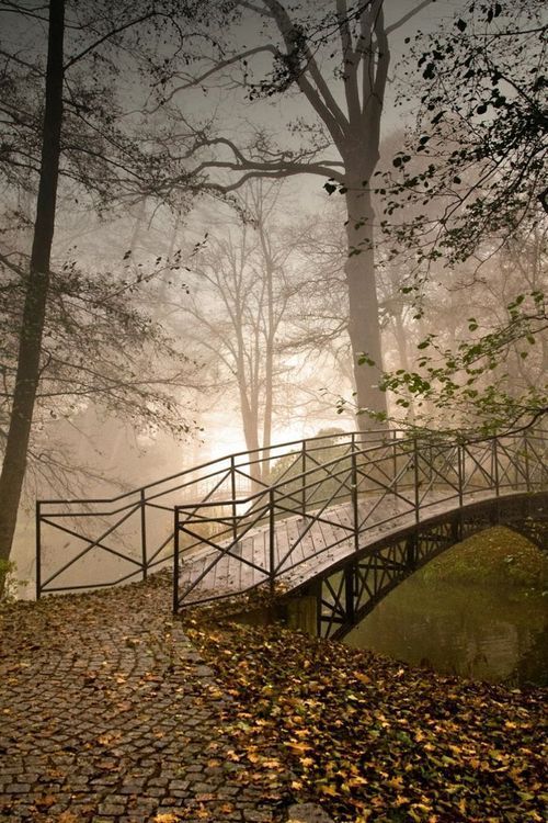 spgent:  Forest Bridge, Pszczyna, Poland 