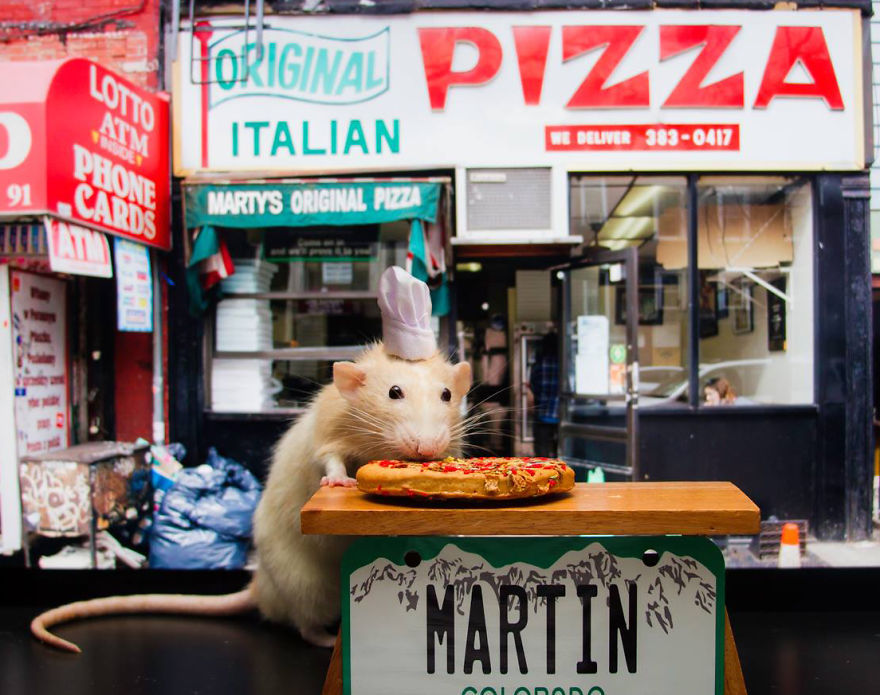 tastefullyoffensive:  The Adorable Adventures of Marty Mouse (photos via MartyMouseHouse)Previously: The