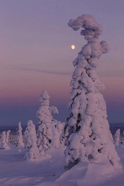 nubbsgalore:in finland’s riisitunturi national park, siberian spruce trees become covered with tykky