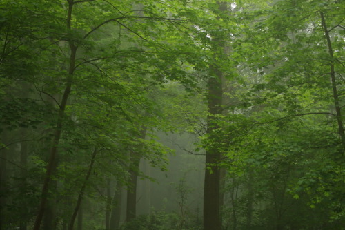 A foggy day at the local forest by 90377Instagram | Etsy Shop