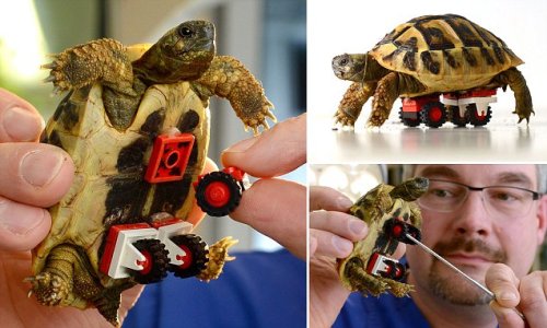 mylegoblr: Lame tortoise with Lego wheelchair Swooooosh. :D