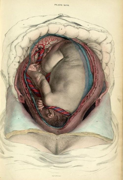 darksilenceinsuburbia:John LizarsGravid uterus with fetus, in situ’ from ‘System of anat