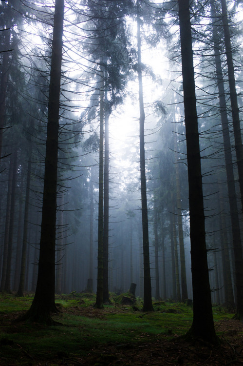 quiet-nymph: Photography by Markus Blome
