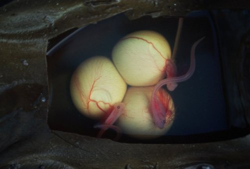 img: 1.bp.blogspot.com/-w3jFt-k9bm4/TdwPGQf-o9I/AAAAAAAAAXE/KLcgzKz-ud0/s1600/Big+Skate+eggs
