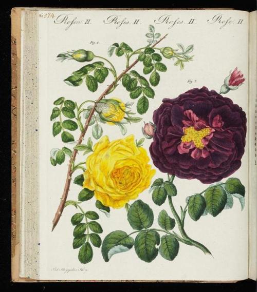 heaveninawildflower: Rose illustrations taken from ‘Bilderbuch Fur Kinder’ by Friedrich Justin Bertu