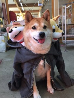 Shiba Lovers