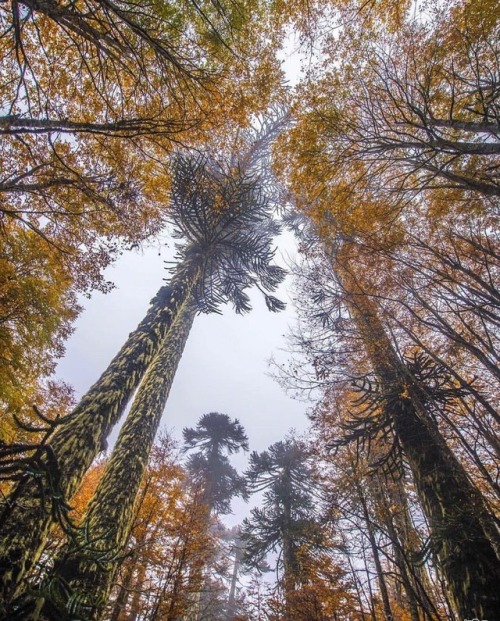 turnnoffyourmind:Million Stars National Park Villarrica, La Araucanía, Chile.