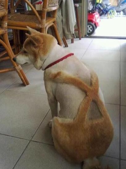 skypestripper:  LOOK AT THIS LITTLE DOGE AND HIS NATURAL SUSPENDERS