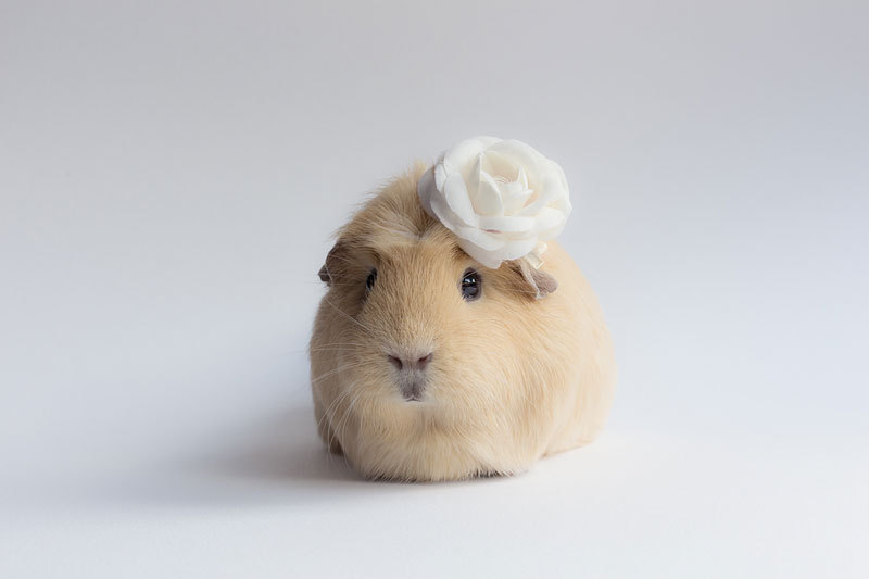 bobbycaputo:  Booboo, the World’s Cutest Guinea Pig Meet Booboo, a two-year