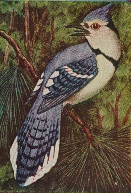 Blue Jay. Bird guide. 1926.Internet Archive